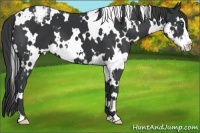 Horse Color:White Spotted Black Splash Frame Appaloosa