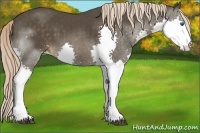 Horse Color:Liver Chestnut Splash