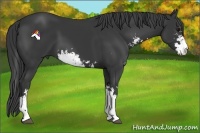 Horse Color:Black Sabino