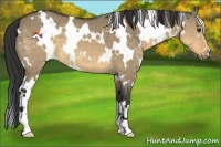 Horse Color:White Spotted Buckskin Dun 