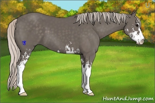 Horse Color:Silver Black Sabino 