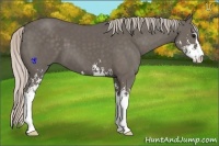 Horse Color:Silver Black Sabino