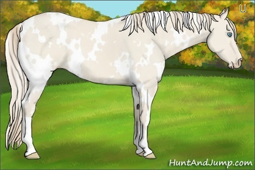 Horse Color:White Spotted Smoky Creme Dun