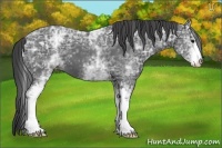 Horse Color:White Spotted Smoky Black Ice 