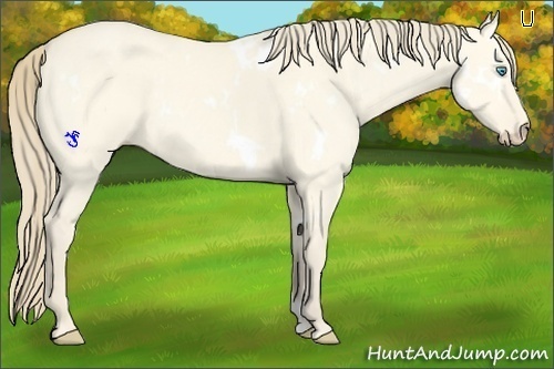 Horse Color:White Spotted Perlino Dun 