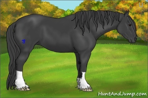 Horse Color:Smoky Black