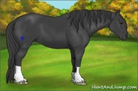 Horse Color:Smoky Black 