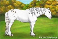Horse Color:Chestnut Mushroom Splash Varnish 
