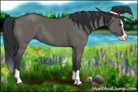 Horse Color:Grullo Splash 