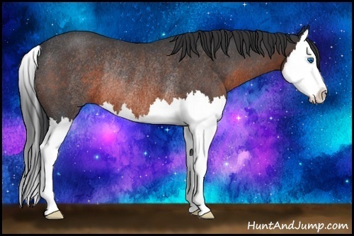 Horse Color:Brown Roan Splash Rabicano 
