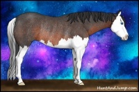 Horse Color:Brown Roan Splash Rabicano 