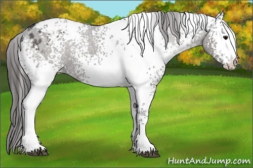 Horse Color:White Spotted Black Appaloosa 