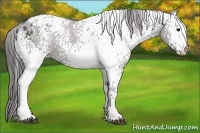 Horse Color:White Spotted Black Appaloosa