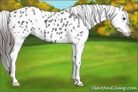 Horse Color:Black Appaloosa