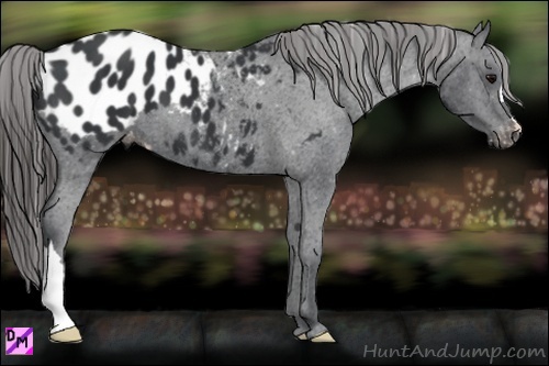 Horse Color:Black Appaloosa 
