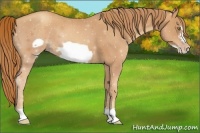 Horse Color:Gold Champagne Frame 