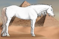 Horse Color:Smoky Black Pearl Sabino Appaloosa Rabicano