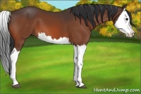 Horse Color:Bay Splash 