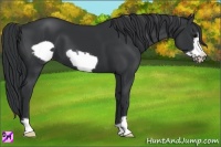 Horse Color:Black Frame 