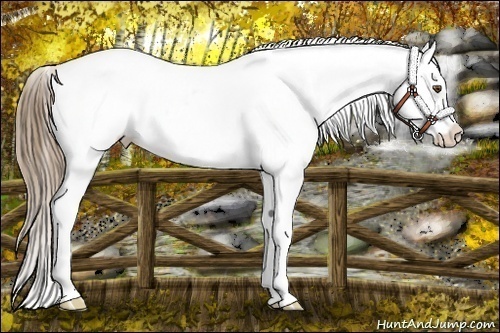 Horse Color:White Spotted Liver Chestnut Pearl Frame Appaloosa 