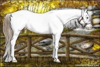 Horse Color:White Spotted Liver Chestnut Pearl Frame Appaloosa 