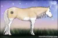 Horse Color:Silver Bay Pearl Dun Sabino Splash
