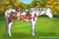 Horse Color:Bay Sabino Splash 