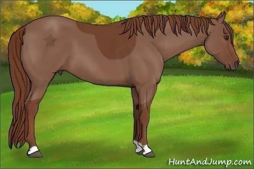 Horse Color:Unknown 