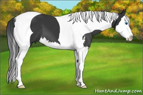 Horse Color:Black Sabino Splash Tobiano
