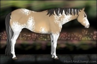Horse Color:White Spotted Buckskin Dun 