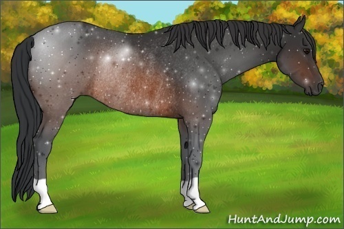 Horse Color:Brown Rabicano