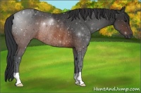 Horse Color:Brown Rabicano 