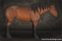 Horse Color:Bay Rabicano