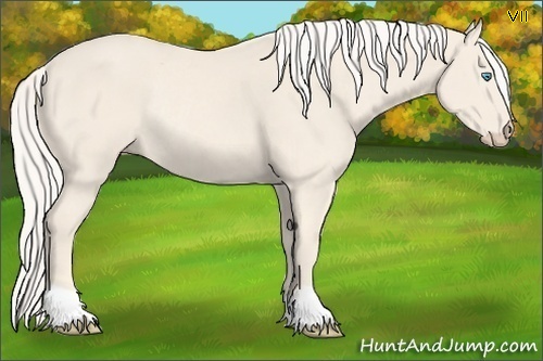 Horse Color:Cremello Rabicano