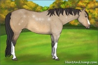 Horse Color:Buckskin Dun 
