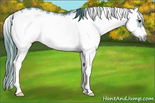 Horse Color:Watercolor White Spotted Black Splash Frame Appaloosa 