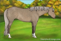 Horse Color:Silver Grullo 