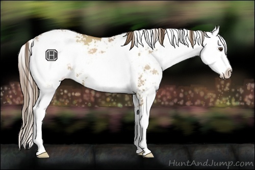 Horse Color:Grullo Pearl Sabino 