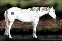 Horse Color:Grullo Pearl Sabino