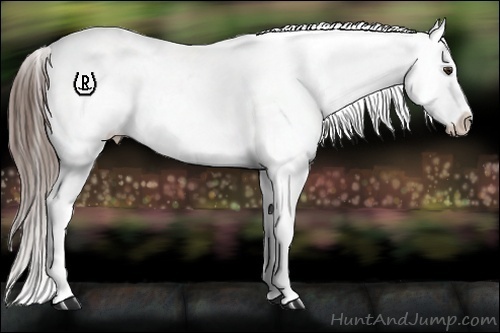 Horse Color:Liver Red Roan Appaloosa Rabicano 