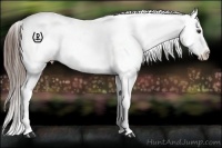 Horse Color:Liver Red Roan Appaloosa Rabicano 