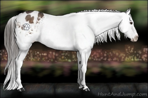 Horse Color:Liver Chestnut Appaloosa 