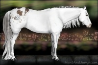 Horse Color:Liver Chestnut Appaloosa 