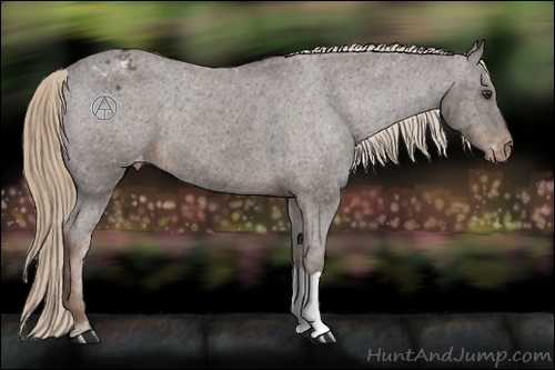 Horse Color:Liver Chestnut Appaloosa 