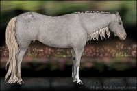 Horse Color:Liver Chestnut Appaloosa 