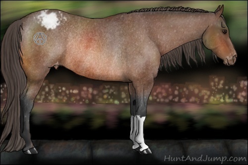 Horse Color:Bay Appaloosa Rabicano 