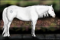 Horse Color:Gold Champagne Chinchilla Appaloosa 