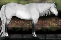 Horse Color:Silver Bay Chinchilla Roan 