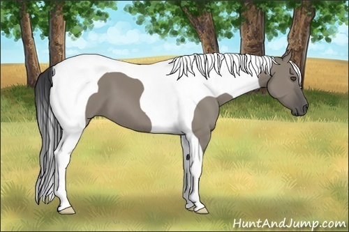 Horse Color:Grullo Tobiano 