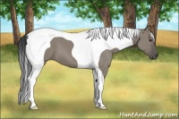 Horse Color:Grullo Tobiano